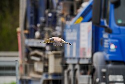 The common kestrel has adapted successfully to urban areas