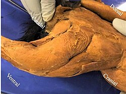 The rabbit's hind limb (lateral view) includes muscles involved in the quadriceps and hamstrings.