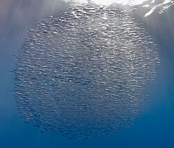 Fish such as these snipefishes school for safety from predators, and to spawn.[97]