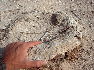 The nest of the Peruvian booby is made of almost pure guano.