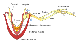 Diagram of skeletal structure and musculature of a bird's wing
