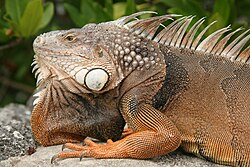 Showing prominent spines and dewlap, in Florida