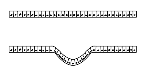 A sheet of cells undergoing invagination