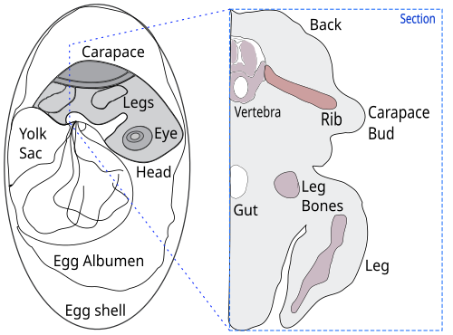 Drawing of a section through a turtle embryo showing formation of the shell, with the ribs growing sideways