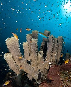 Sponges are perhaps the most basal animals. They have no nervous, digestive or circulatory system.