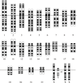 A graphical representation of the standard human karyotype, including both the female (XX) and male (XY) sex chromosomes