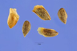 Seeds of blue spruce