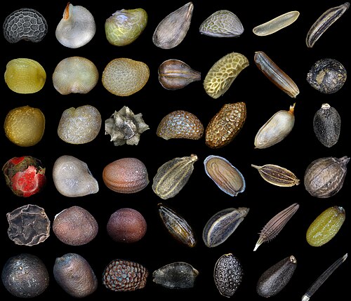 Photomicrograph of various seeds