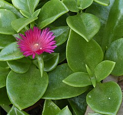Mesembryanthemum cordifolium or rock rose