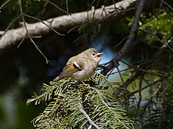 A juvenile goldcrest in Poland. The head does not yet show the coloured crown and the beak is brighter than in adults.