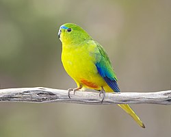 The orange-bellied parrot (Neophema chrysogaster) is a critically endangered species.