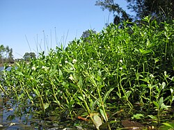 Alligator weed, a native of South America, is an invasive species in many other countries and is considered a noxious weed as it is harmful to aquatic ecosystems, recreational activities, and favours the spread of mosquitoes. Control is difficult.[39]