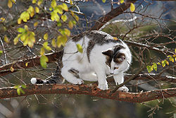 A cat is perched on a tree branch, having climbed up for exploration, escape, or hunting.