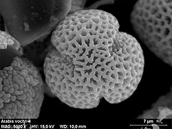 Arabis pollen has three colpi.