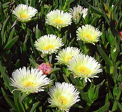 Carpobrotus edulis, an "ice plant"