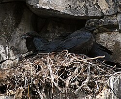 Young on a nest – Hvítserkur, Iceland
