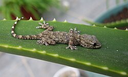 The gecko's toes adhere to surfaces via dry adhesion, to allow them to stay firmly attached to a branch or even a flat wall