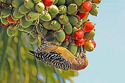 Red-crowned woodpecker(Melanerpes rubricapillus rubricapillus)female, Tobago