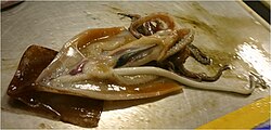 A greater hooked squid with an erect penis 67 cm long[62][63]