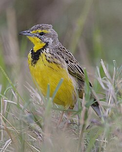 Yellow-throated longclaw, Macronyx croceus