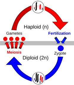 Sexual reproduction requires a life cycle that alternates between a haploid phase, with one copy of each chromosome in the cell, and a diploid phase, with two copies. In eukaryotes, haploid gametes are produced by meiosis; two gametes fuse to form a diploid zygote.