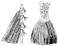 Anatomical illustration comparing the "frond-tail" of Archaeopteryx with the "fan-tail" of a modern bird