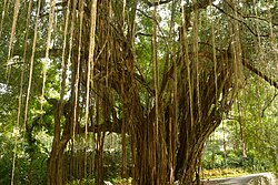 Aerial root