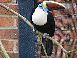 The white throated toucan.
