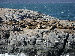 Seal colony on the Isla de los Lobos