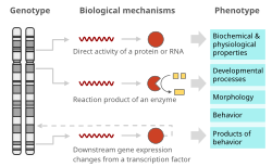 An organism's phenotype is determined by the sum of its genetic material along with the influence of its environment. This is mediated by a range of biological mechanisms: either the direct activities of gene products or their downstream effects.[25]
