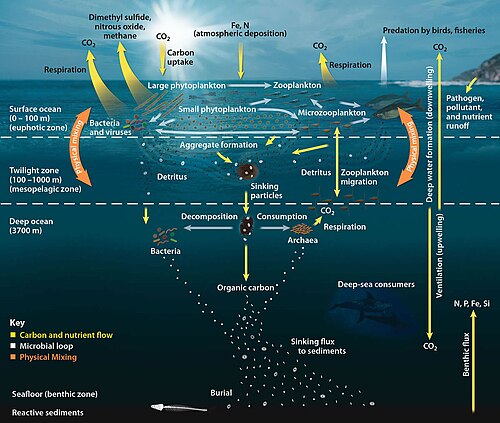Pelagic food web