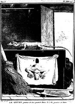The Gecko, 1788