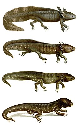 Development