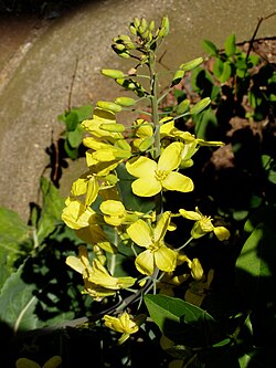 The cabbage inflorescence, which appears in the plant's second year of growth, features white or yellow flowers, each with four perpendicularly arranged petals.