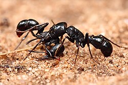 A Plectroctena sp. attacks another of its kind to protect its territory.