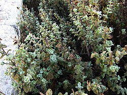 Za'atar shrub growing in Jerusalem