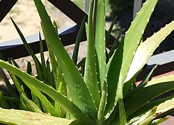 Spotted forms, also named Aloe vera var. chinensis