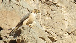 A male Red-naped shaheen by its nest in Kerman, Kerman province, Iran