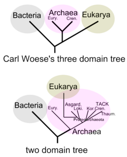 The three-domain tree and the eocyte hypothesis (two-domain tree), 2008.[8]