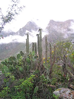 Echinopsis pachanoi, San Pedro Cactus, the tall cactus in the mid-foreground, in its natural habitat in Peru. Several fruits with shrivelled flowers can be seen.