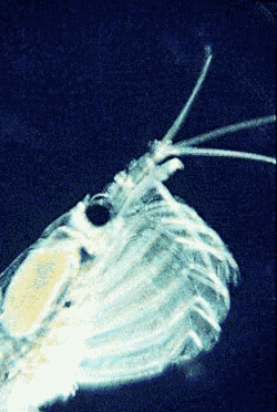 A krill filter feeding