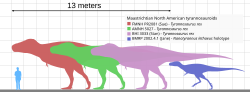 The specimens "Sue", AMNH 5027, "Stan", and "Jane", to scale with a human.