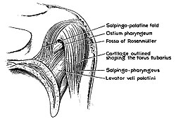 Details of torus tubarius