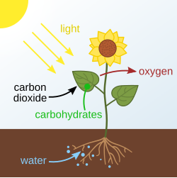 Schematic of photosynthesis in plants. The carbohydrates produced are stored in or used by the plant.