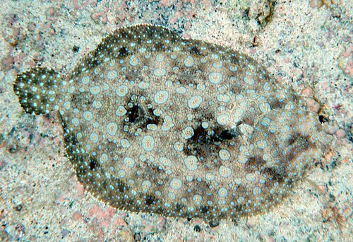 The peacock flounder can change its pattern and colours to match its environment.