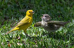 An adult saffron finch feeding a youngster