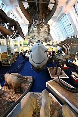 Large Mammals Hall