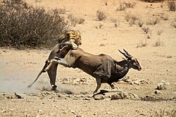 A lion hunting a cape eland (C. o. oryx), in Kgalagadi Transfrontier Park