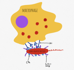Opsonization by C3b. CR1 recognizes C3b deposited on antigen