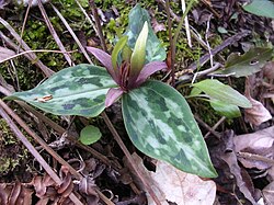 The seeds of Relict trillium are dispersed by ants, hindering its ability to track climate change.[277]